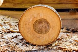 Recyclages des sciures et plaquettes de la transformation du bois