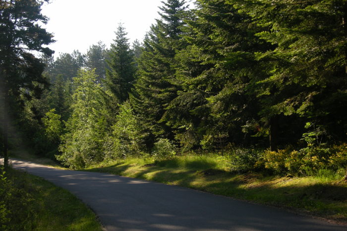 Forêt de résineux